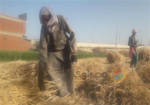 تحت الشمس خلال الصيام.. عمال تحارب البطالة في حصاد القمح بكفر الشيخ (صور)