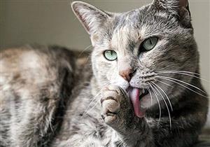 سلي صيامك: لماذا تمتلك القطط ألسنة خشنة؟.. 4 أسباب توضح
