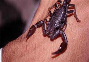 ضحية جديدة.. إصابة تلميذ بلدغ عقرب في سوهاج