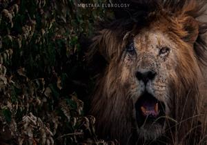 بالصور والفيديو- "شاهدت لحظة وفاته".. مصور يروي اللحظات الأخيرة للأسد سكارفيس (حوار)