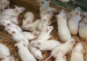 علماء يطيلون عمر فئران التجارب.. ويؤكدون: ممكن للبشر العيش 120 عاما