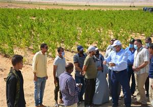تنفيذ مشروع الحرير الطبيعي في الفرافرة بالوادي الجديد
