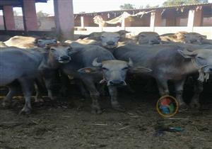 بالأسعار.. "الزراعة" تطرح أضاحي العيد بداية من أول يوليو