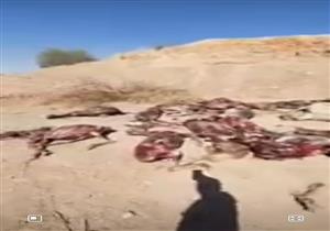 العثور على 30 "حمارا مسلوخ الجلد" في سوهاج.. والطب البيطري يرد (صور)