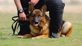 بعد انتشار ظاهرة تربيتها.. كيف نظمت التشريعات القانونية حيازة الكلاب؟