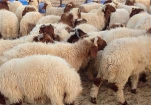 بيع 1266 صكًا لأضاحي العيد في كفر الشيخ