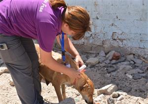 بالصور.. تحصين الكلاب الضالة بلقاح السعار في طور سيناء