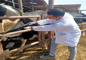 بيطري الشرقية: فحص 7 آلاف رأس ماشية ضد أمراض "البروسيلا والدرن" - صور