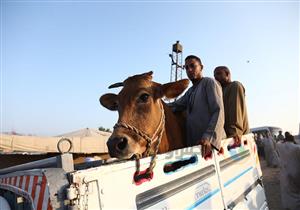 صور| زحام بسوق برطس للمواشي في أوسيم لشراء أضاحي العيد