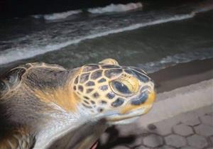 "فرج وعيد".. إطلاق سلحفاتين مهددتين بالانقراض في الإسكندرية - صور