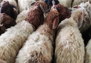 باحث بالأزهر يوضح الشروط الواجب توافرها في الاضحية