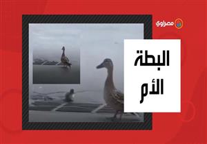 فيديو مؤثر..بطة يسقط أولادها في بلاعة ثم تبحث عنهم بإصرار حتى تجدهم