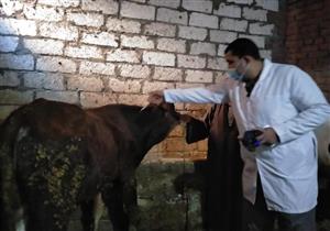 بيطري الغربية: تحصين 209 آلاف رأس ماشية ضد الحمى القلاعية 