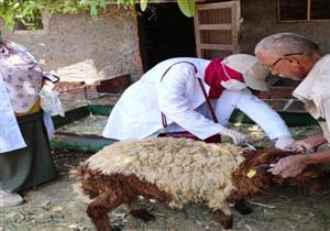 تحصين 68 ألف رأس ماشية ضد الحمى القلاعية والوادي المتصدع في بني سويف