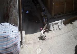 صرخات لم تكف للنجاة.. حين التهم الكلب "رضيع الهرم" تحت أنظار أمه