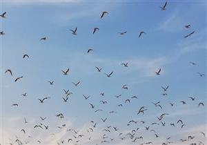 استعدادات مصر لرصد موسم الطيور المهاجرة خلال موسم الخريف.. البيئة توضح