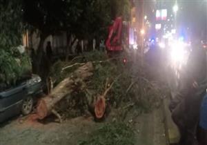 الجيزة: رفع شجرة مُعمرة سقطت أعلى نفق النهضة جنوب المحافظة