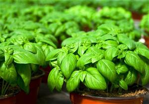  في الصيف.. 3 أعشاب سحرية يجب تناولها لزيادة مناعتك