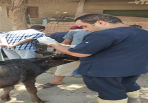 قافلة بيطرية لعلاج مواشي صغار المربين في المنوفية بالمجان