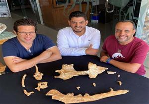 عضته أقوى من التمساح وهيمن قبل 43 مليون سنة.. 15 معلومة عن الحوت (فيومسيتس أنوبس)