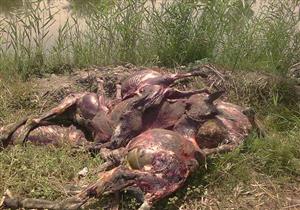 60 حمارًا مسلوخًا.. تفاصيل جديدة في واقعة الحيوانات المذبوحة بسوهاج