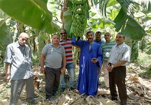 "الزراعة" تواصل تقديم الدعم الفني والخدمات الإرشادية للمزارعين في 8 محافظات