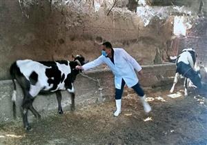 تحصين 160 ألف رأس ماشية ضد الحمى القلاعية في الشرقية