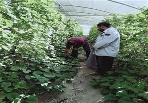 صور.. وكيل "زراعة جنوب سيناء" يتفقد مشروعات مدينة الطور