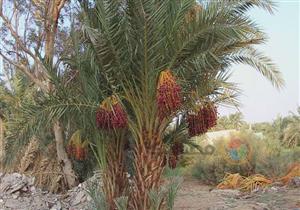 الموعد والشروط.. طرح عملية بيع ثمار النخيل في مزاد علني بالأقصر