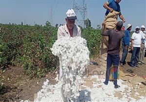 بالفيديو والصور.. بدء موسم جني القطن صنف 97 عالي الإنتاج في كفر الشيخ