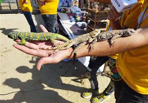 ثعابين عملاقة وسحالي.. مهرجان الحيوانات الأليفة بشواطئ بورسعيد (فيديو)