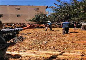 حملات لتحصين الأغنام ضد طاعون المجترات الصغيرة بدمياط