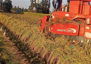 بالكومباين.. بدء موسم حصاد الأرز في كفرالشيخ (فيديو وصور)