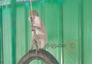 "العب مع النسناس".. بـ 5 جنيهات فسح عائلتك بحديقة حيوان دسوق في كفر الشيخ- فيديو وصور