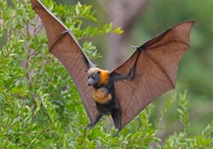 اكتشاف فيروس جديد في الصين بين الخفافيش