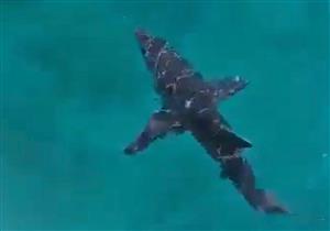 البيئة: جار تحديد نوع قرش الغردقة وإعلان التفاصيل خلال ساعات