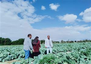 الزراعة: 6.4% زيادة معدل النمو في القطاع الزراعي بجنوب سيناء