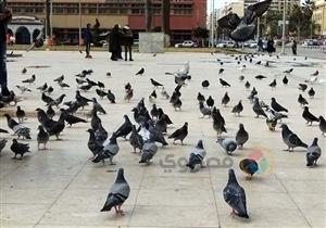 مشهد أوروبي.. الحمام والأمطار يزينان ميدان الشهداء في بورسعيد (فيديو)