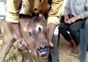 بـ3 عيون و4 فتحات أنف.. ولادة غريبة لـ "عِجل" تثير الجدل في الهند (صور) 