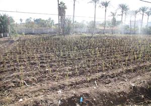 برلماني يطالب بالتوسع في الزراعات التعاقدية لتشمل جميع المحاصيل 