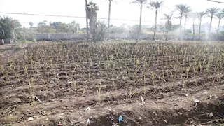 الزراعة: نقترب من تحقيق الاكتفاء الذاتي من السكر بنسبة 100% العام المقبل