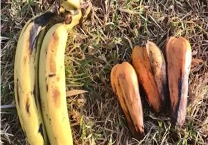 التغير المناخي.. نبات عشبي قد ينقذ العالم في مواجهة ارتفاع حرارة الأرض