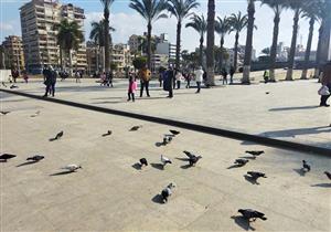 أجواء دافئة وشمس ساطعة.. الأهالي يلتقطون الصور وسط تجمعات "الحمام" ببورسعيد- فيديو وصور