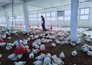 سعر الدواجن بالأسواق في رابع أيام عيد الأضحى (موقع رسمي)