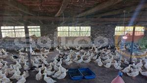 شعبة الدواجن: هناك مجموعة مسيطرة على الاستيراد والسبب في ارتفاع الأسعار