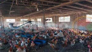 لغز الدواجن: الأزمة مستمرة رغم إفراجات الموانئ عن الأعلاف.. والأسعار تتصاعد 