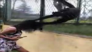  فيديو.. قردة في حديقة تنتقم من فتاة حاولت مضايقتهم