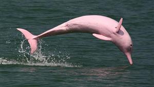 تاهوا بسبب التزاوج.. إنقاذ 2 من الدولفين الوردي النادر