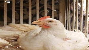 91 % زيادة بالدواجن واللحوم.. سلع قادت قفزة معدل التضخم السنوي إلى 33.9%