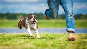  بعد وفاة الدكتورة نورا.. هذا هو التصرف السليم إذا هاجمك كلب في الشارع